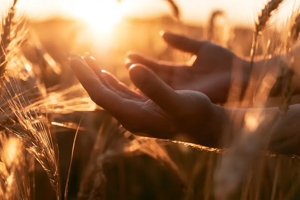 des mains ouvertes recevant la lumière du matin, sur fond de champ de blé.