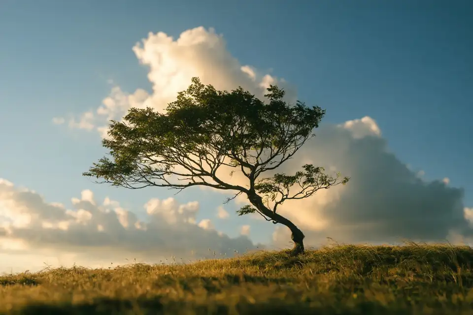 un jeune arbre courbé par le vent qui se redresse sur une colline japonaise.