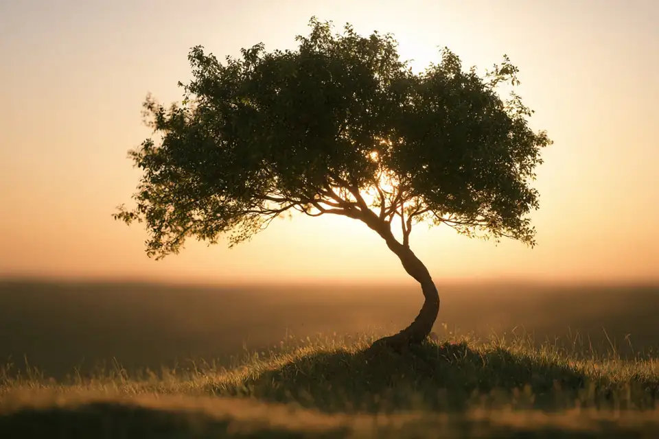 un arbre qui a poussé de travers pour atteindre la lumière.