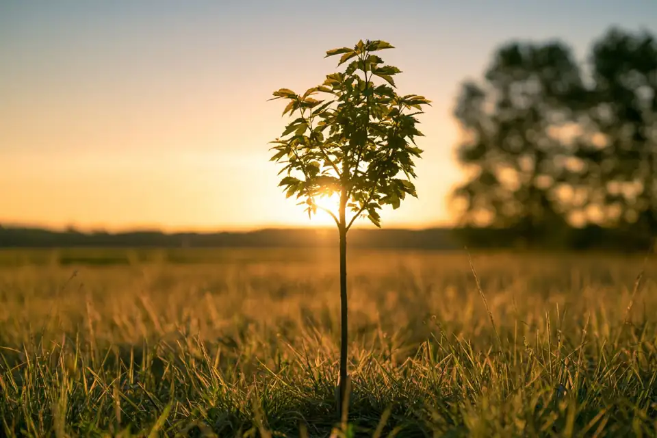 un jeune arbre soutenu par un tuteur, qui pousse droit vers la lumière.