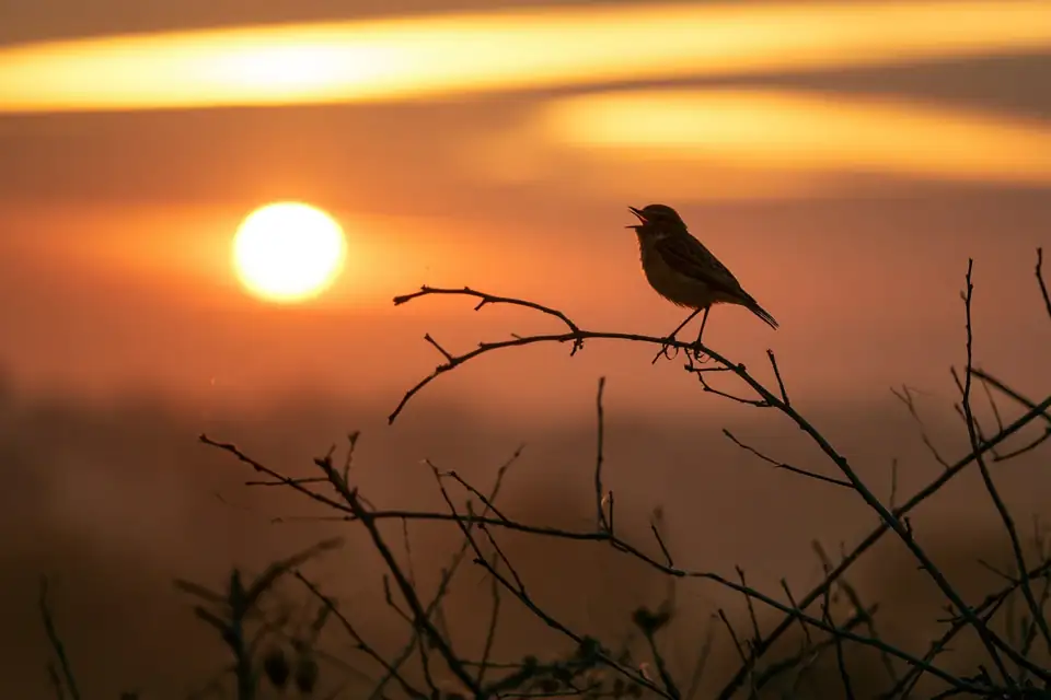 un oiseau chantant sur une branche nue dans le bleu profond qui précède l’aube.