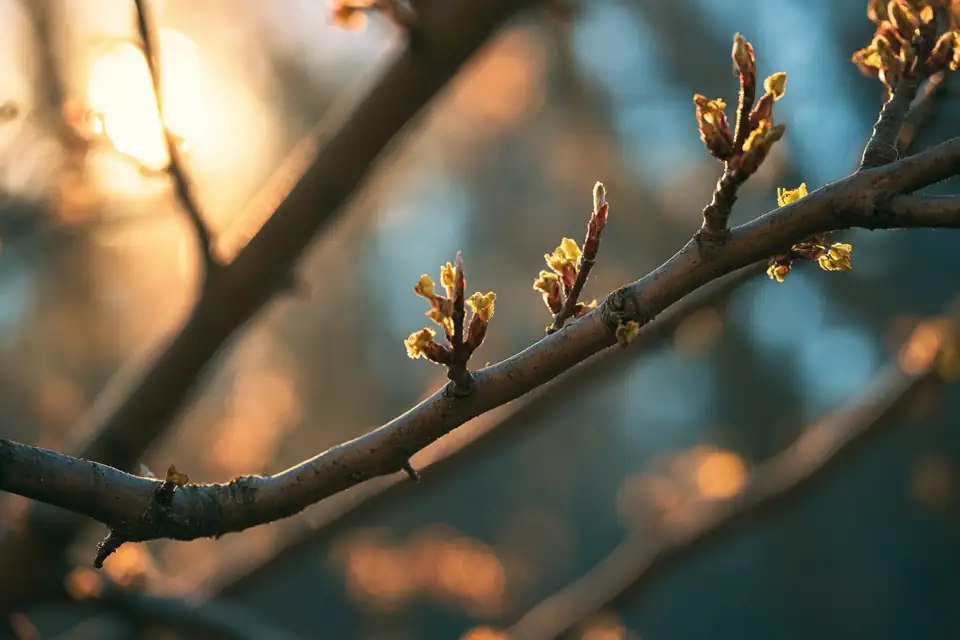 un arbre fruitier taillé en hiver, les premiers bourgeons au printemps.